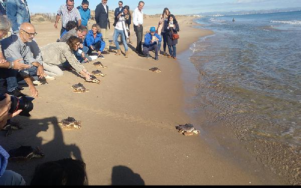 RUVID UPV Puesta en libertad tortugas bobas marcadas ARCHIVO